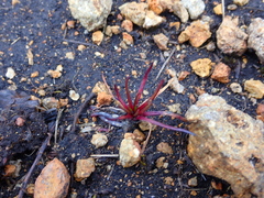 Lysipomia multiflora