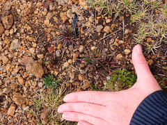 Lysipomia multiflora