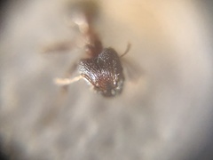 Pheidole malinsii