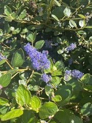 Ceanothus