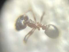 Pheidole malinsii
