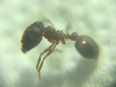 Pheidole malinsii
