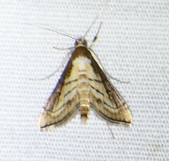 Marasmia cochrusalis