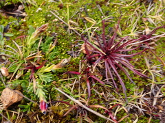 Lysipomia multiflora