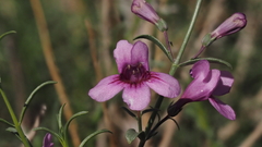 Penstemon thurberi