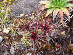 Lysipomia multiflora
