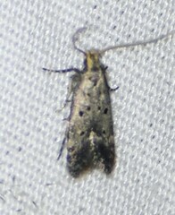 Neodactylota liguritrix