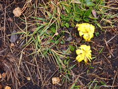Hypochaeris sessiliflora