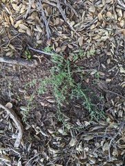 Chenopodium berlandieri