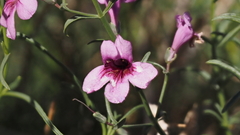 Penstemon thurberi