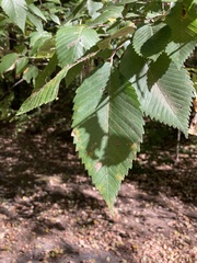 Ulmus americana