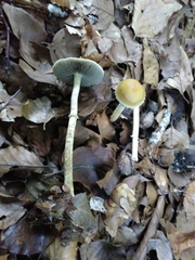 Leratiomyces squamosus