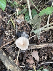 Lentinus flexipes