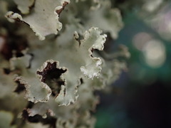 Cetrelia cetrarioides