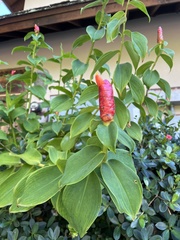 Costaceae