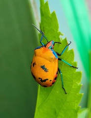 Tectocoris diophthalmus