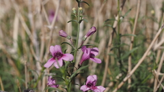 Penstemon thurberi