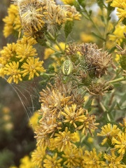 Peucetia viridans