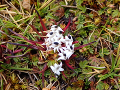 Lysipomia multiflora