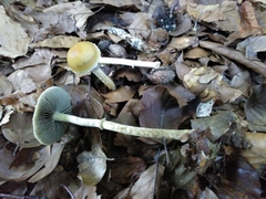 Leratiomyces squamosus