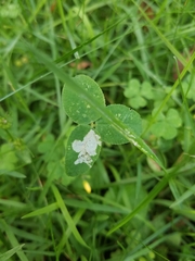 Liriomyza fricki