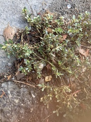 Portulaca umbraticola
