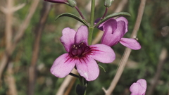 Penstemon thurberi
