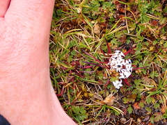 Lysipomia multiflora