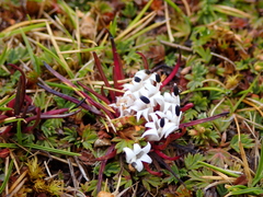 Lysipomia multiflora