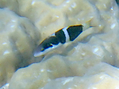 Thalassoma nigrofasciatum