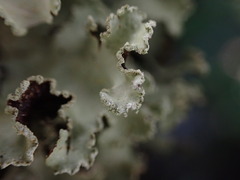 Cetrelia cetrarioides