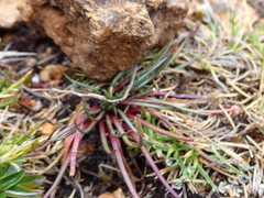 Lysipomia multiflora