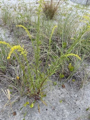 Solidago mexicana