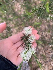 Melaleuca ericifolia