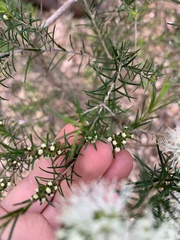 Melaleuca ericifolia