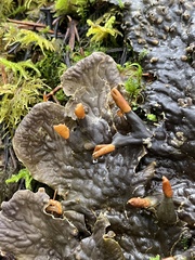 Peltigera membranacea