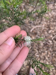 Melaleuca ericifolia