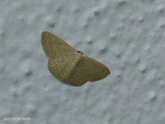 Scopula