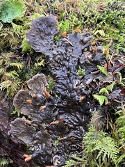 Peltigera membranacea