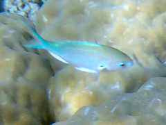 Chromis atripectoralis