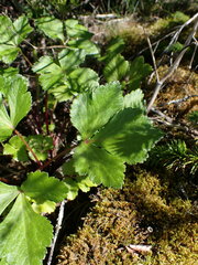 Ligusticum scothicum