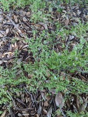 Chenopodium berlandieri