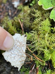 Peltigera membranacea