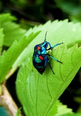 Tectocoris diophthalmus
