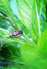 Pseudomops interceptus