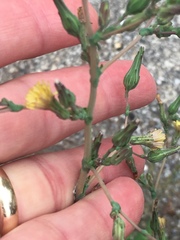 Sonchus oleraceus
