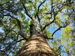 Phytolacca dioica