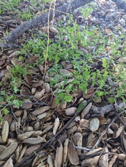 Chenopodium berlandieri