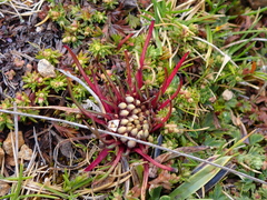 Lysipomia multiflora