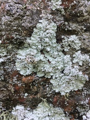 Lepraria normandinoides